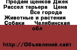 Продам щенков Джек Рассел терьера › Цена ­ 25 000 - Все города Животные и растения » Собаки   . Челябинская обл.